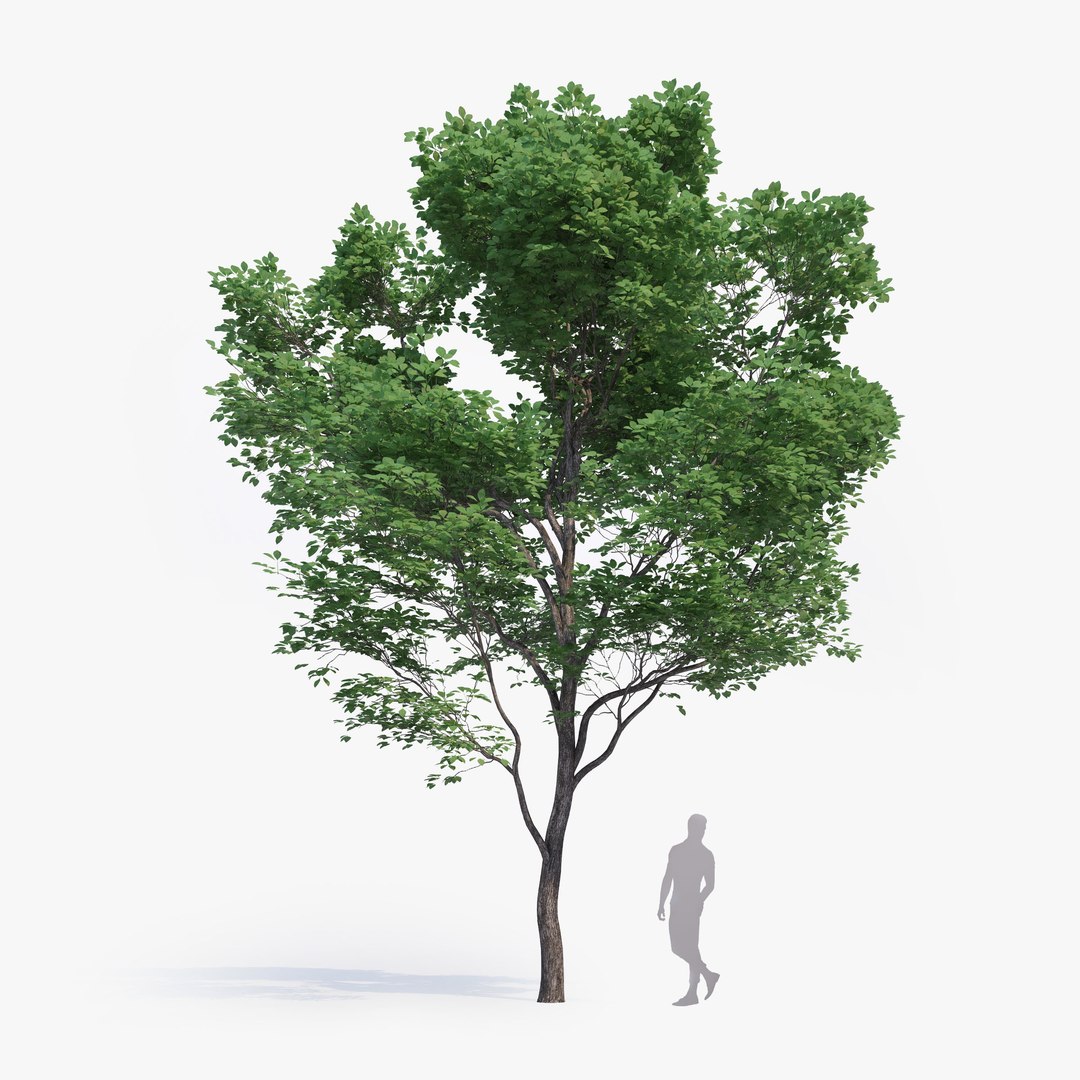max generic tree 01 https://p.turbosquid.com/ts-thumb/CS/GdFivn/TOFi3JtT/ts_gw_generictree_preview_01/jpg/1485035838/1920x1080/fit_q87/55b2a4778f9cd420bf83fd58d0f067edce08776f/ts_gw_generictree_preview_01.jpg