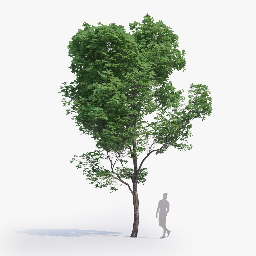 max generic tree 01 https://p.turbosquid.com/ts-thumb/CS/GdFivn/UvuJigpc/ts_gw_generictree_preview_04/jpg/1485035838/1920x1080/fit_q87/f90ca5489f3e8a0c35086eb3a59d9aac5d29a495/ts_gw_generictree_preview_04.jpg