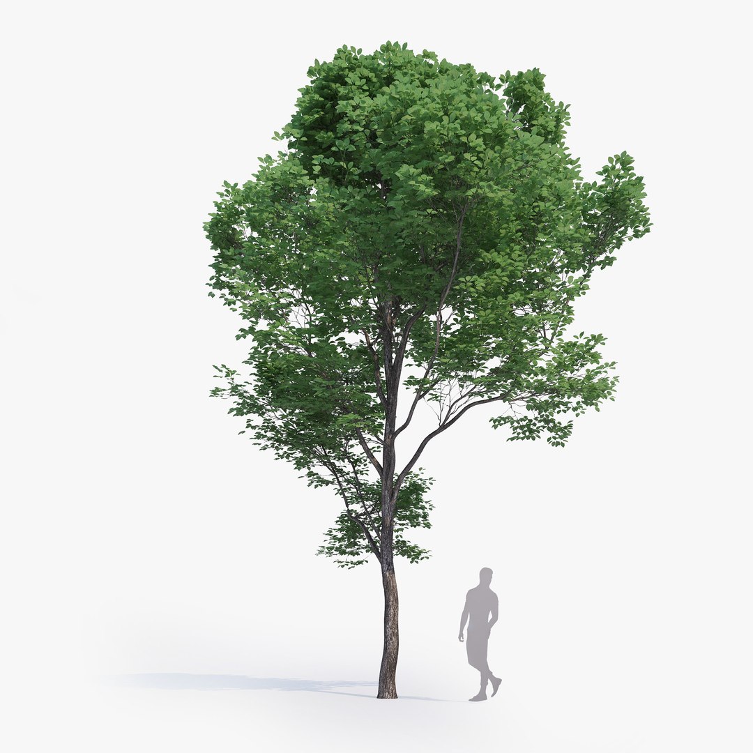 max generic tree 01 https://p.turbosquid.com/ts-thumb/CS/GdFivn/dClF8kQg/ts_gw_generictree_preview_02/jpg/1485035838/1920x1080/fit_q87/84e730b89d3d30b451005544fe220ad9c5f7f27b/ts_gw_generictree_preview_02.jpg