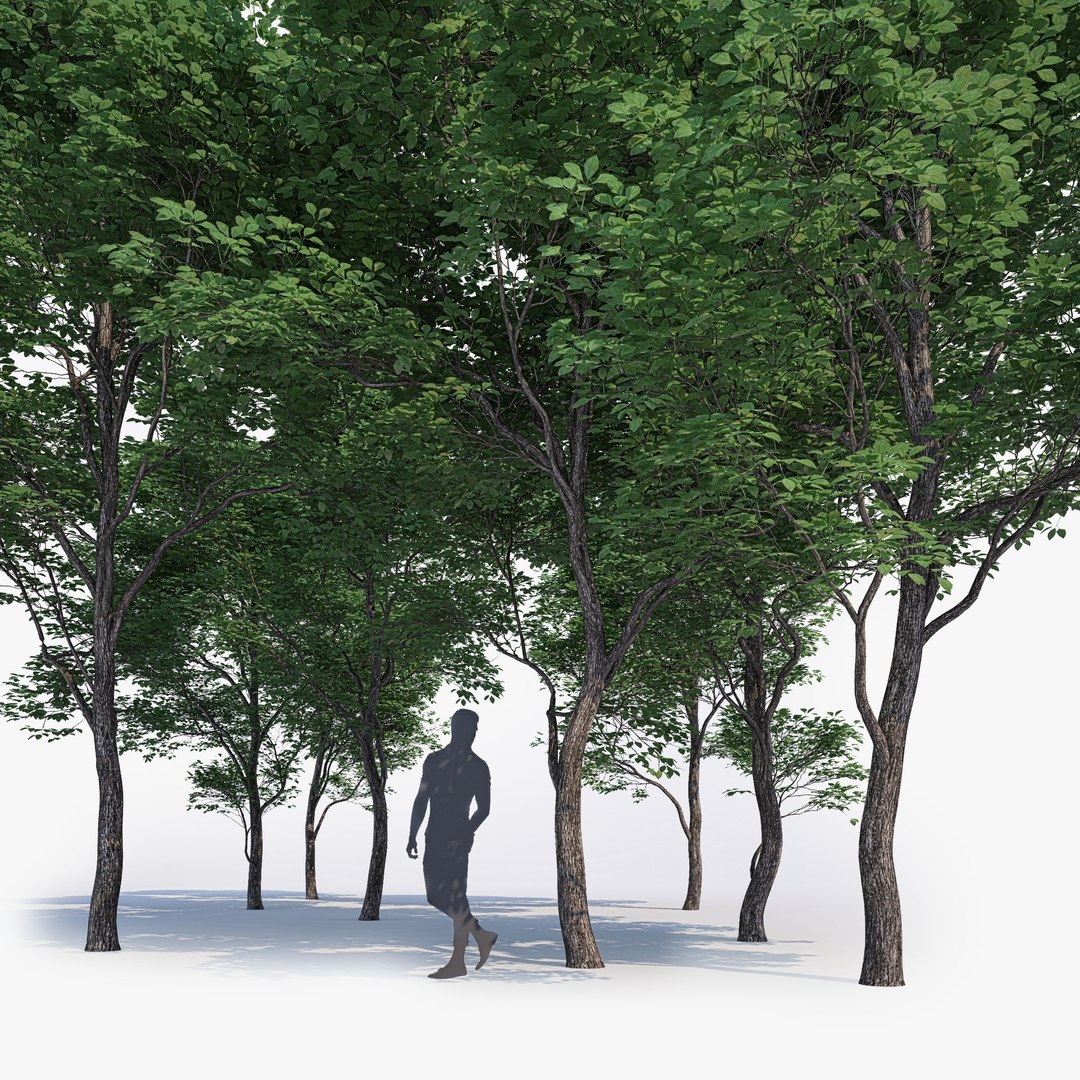 max generic tree 01 https://p.turbosquid.com/ts-thumb/CS/GdFivn/dE5fvtzI/ts_gw_generictree_preview_11/jpg/1485035839/1920x1080/fit_q87/a7ff78c62f6e329bb8c5b1aa7b39236508a250b7/ts_gw_generictree_preview_11.jpg