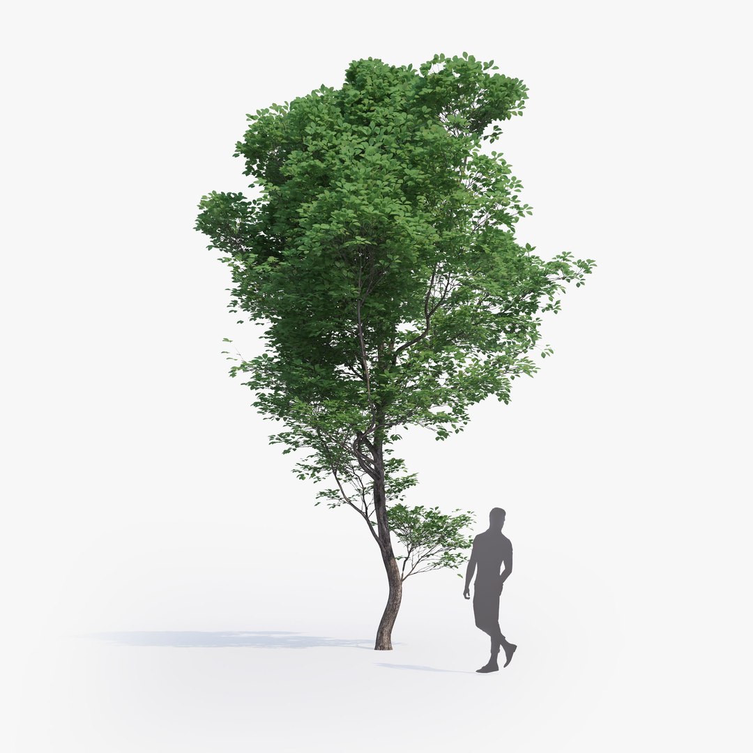 max generic tree 01 https://p.turbosquid.com/ts-thumb/CS/GdFivn/h2rYDZxU/ts_gw_generictree_preview_model_h/jpg/1485038498/1920x1080/fit_q87/14b5c04f7493e389be288fcb496e18e7718120d5/ts_gw_generictree_preview_model_h.jpg