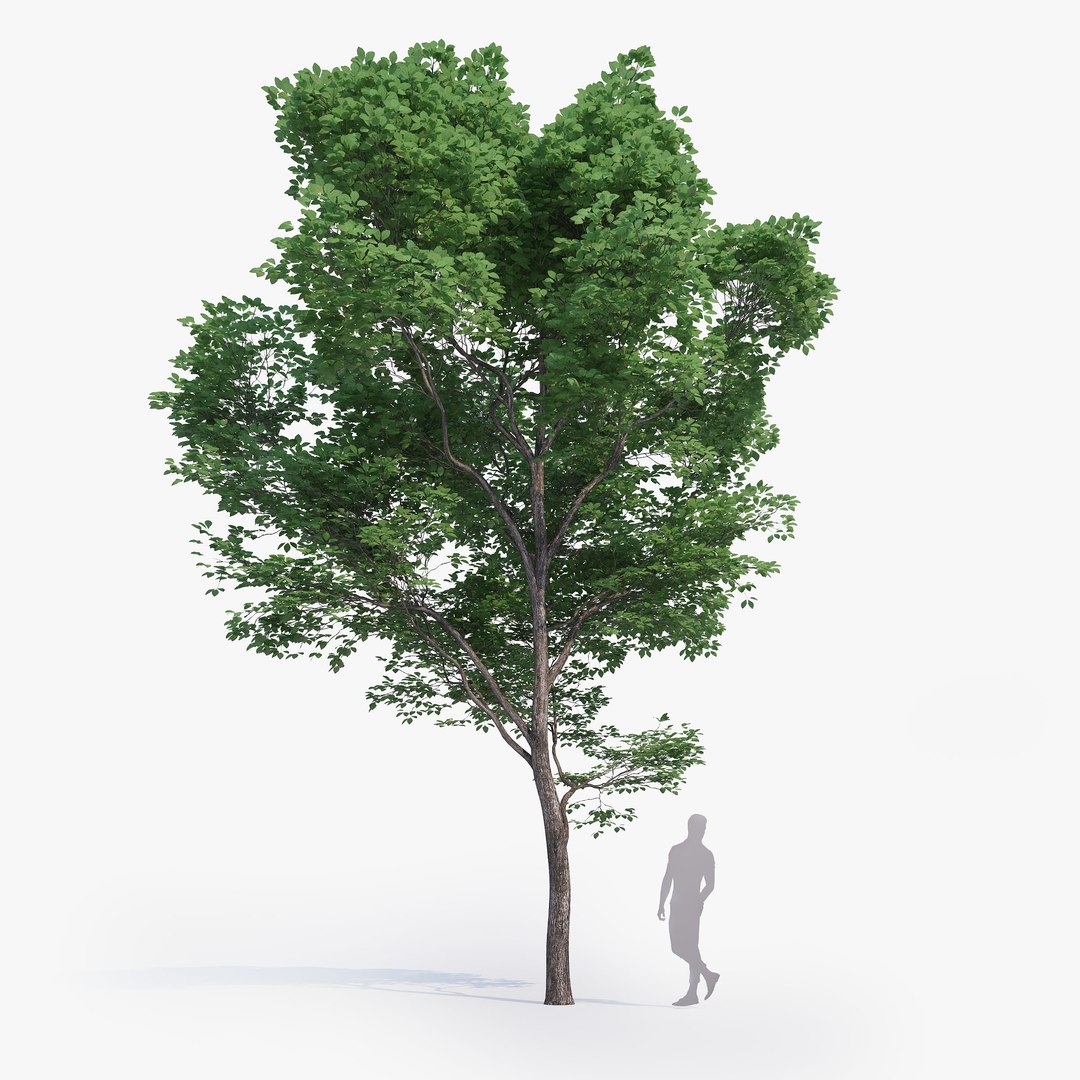 max generic tree 01 https://p.turbosquid.com/ts-thumb/CS/GdFivn/jT2kT3Sf/ts_gw_generictree_preview_03/jpg/1485035838/1920x1080/fit_q87/81ef93d97051eb59a4fd019ab3ed91fabf8403c4/ts_gw_generictree_preview_03.jpg