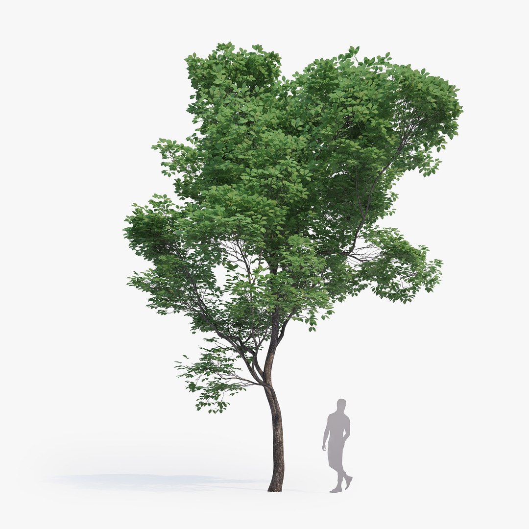 max generic tree 01 https://p.turbosquid.com/ts-thumb/CS/GdFivn/lLCkOx5V/ts_gw_generictree_preview_05/jpg/1485035838/1920x1080/fit_q87/9dd13d4527140ded1fe53571eabf742944d8a14d/ts_gw_generictree_preview_05.jpg