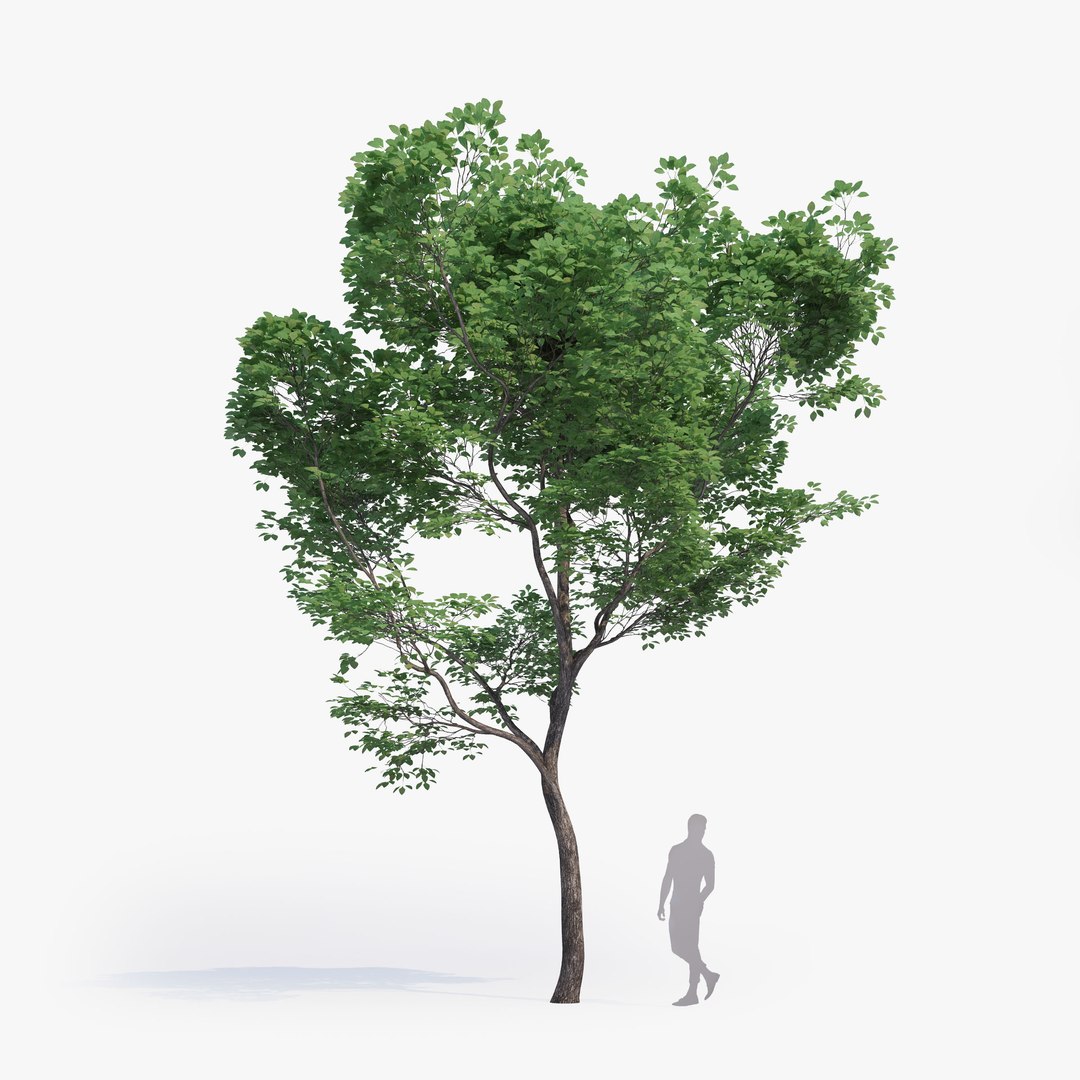 max generic tree 01 https://p.turbosquid.com/ts-thumb/CS/GdFivn/wgzjMFNY/ts_gw_generictree_preview_06/jpg/1485035838/1920x1080/fit_q87/bfc0194aa0e0cf83a5833425f9cd6e195a1a5a0a/ts_gw_generictree_preview_06.jpg