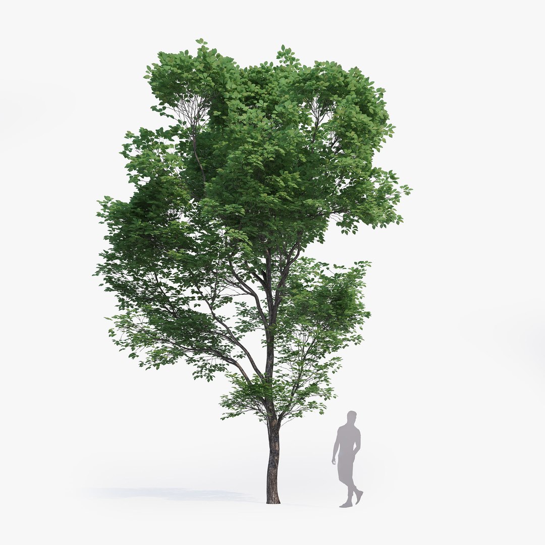 max generic tree 01 https://p.turbosquid.com/ts-thumb/CS/GdFivn/ybWXZ6Ad/ts_gw_generictree_preview_07/jpg/1485035838/1920x1080/fit_q87/d9b5c472636fa0bffc083a0f3756760bb69352a2/ts_gw_generictree_preview_07.jpg