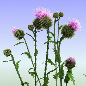 Thistle