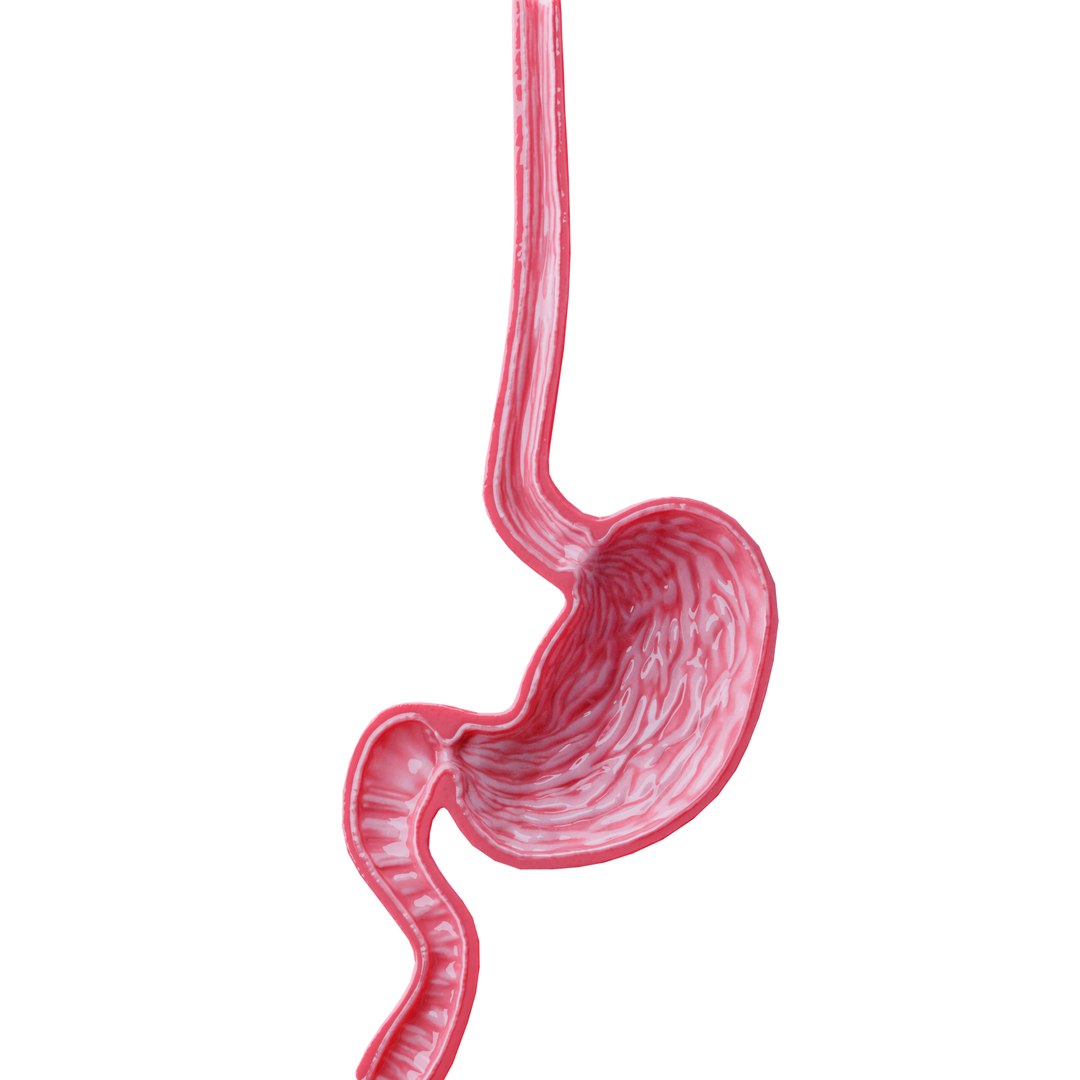 Modeled Stomach Cross Sectional 3D Model - TurboSquid 1511045