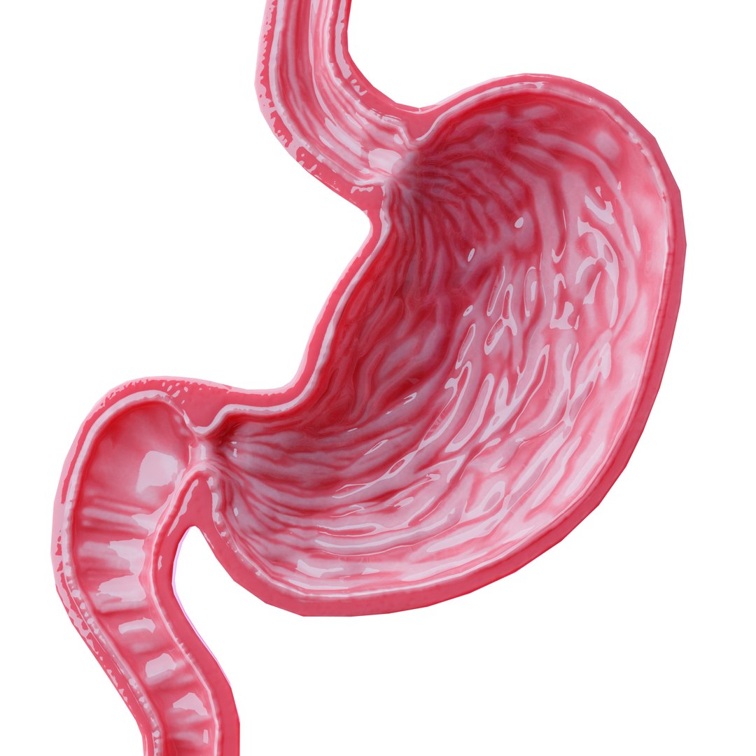 Modeled Stomach Cross Sectional 3D Model - TurboSquid 1511045