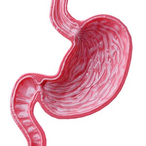 modeled stomach cross sectional 3D model
