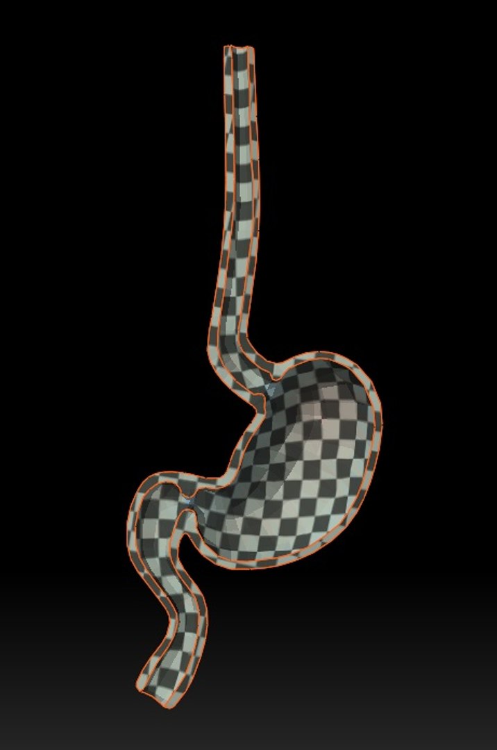 Modeled Stomach Cross Sectional 3D Model - TurboSquid 1511045