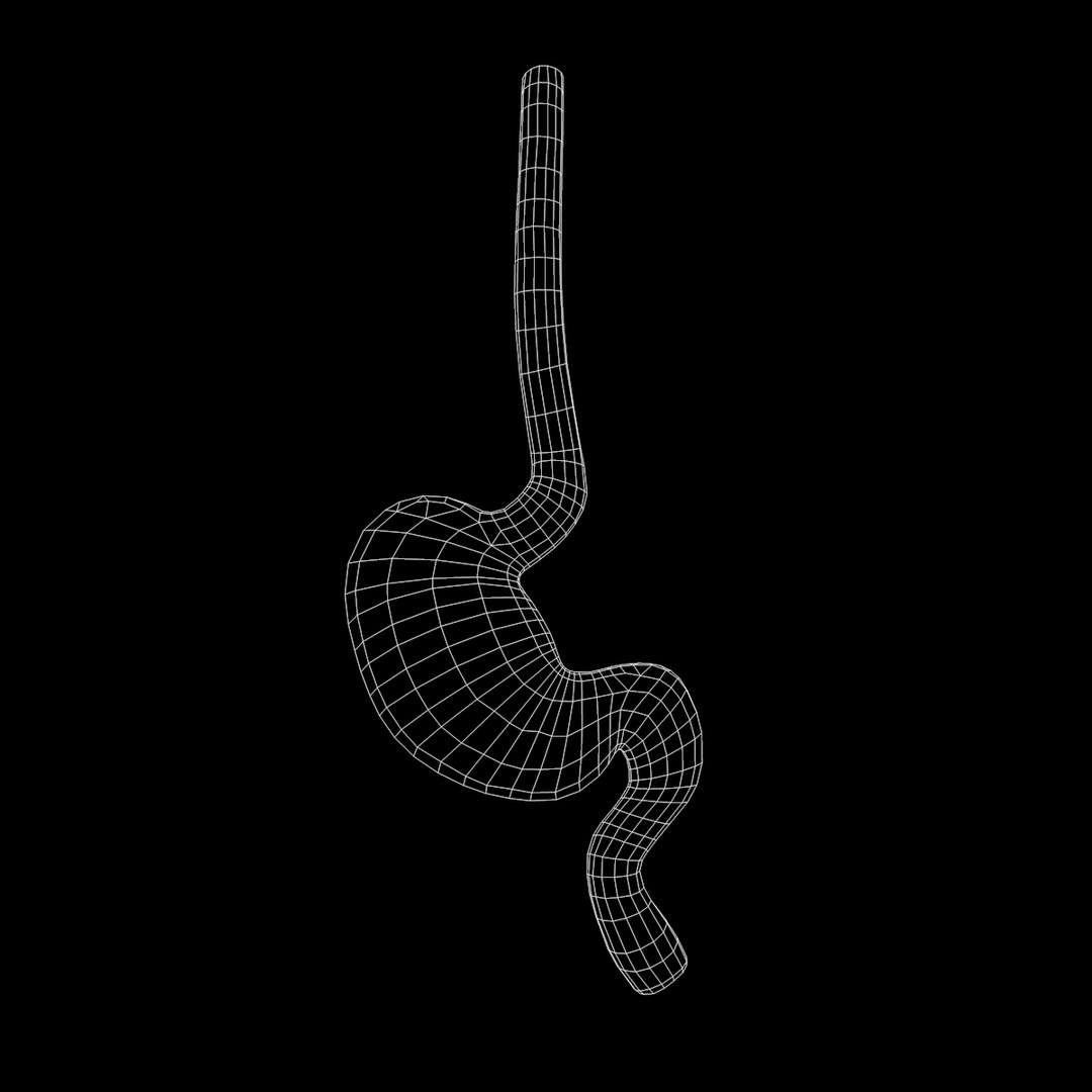Modeled Stomach Cross Sectional 3D Model - TurboSquid 1511045