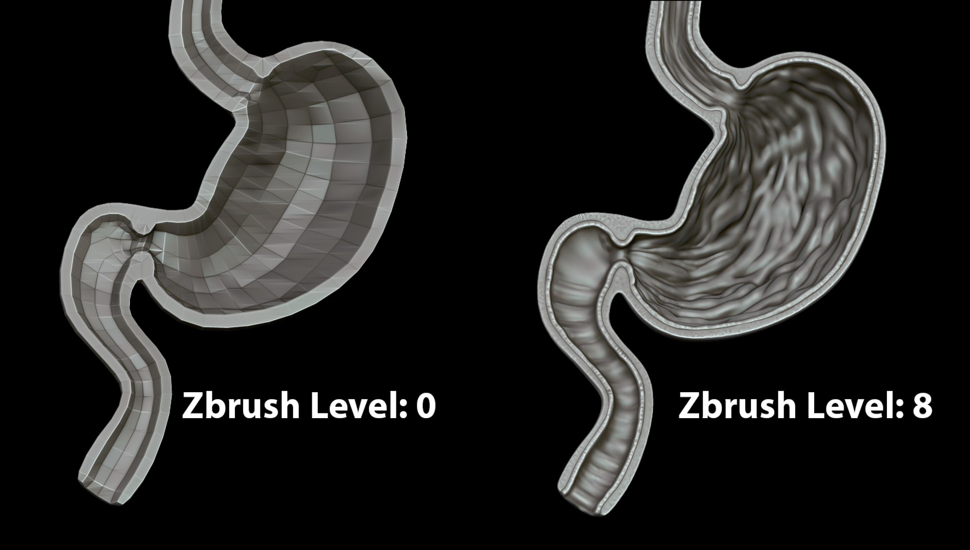 Modeled Stomach Cross Sectional 3D Model - TurboSquid 1511045