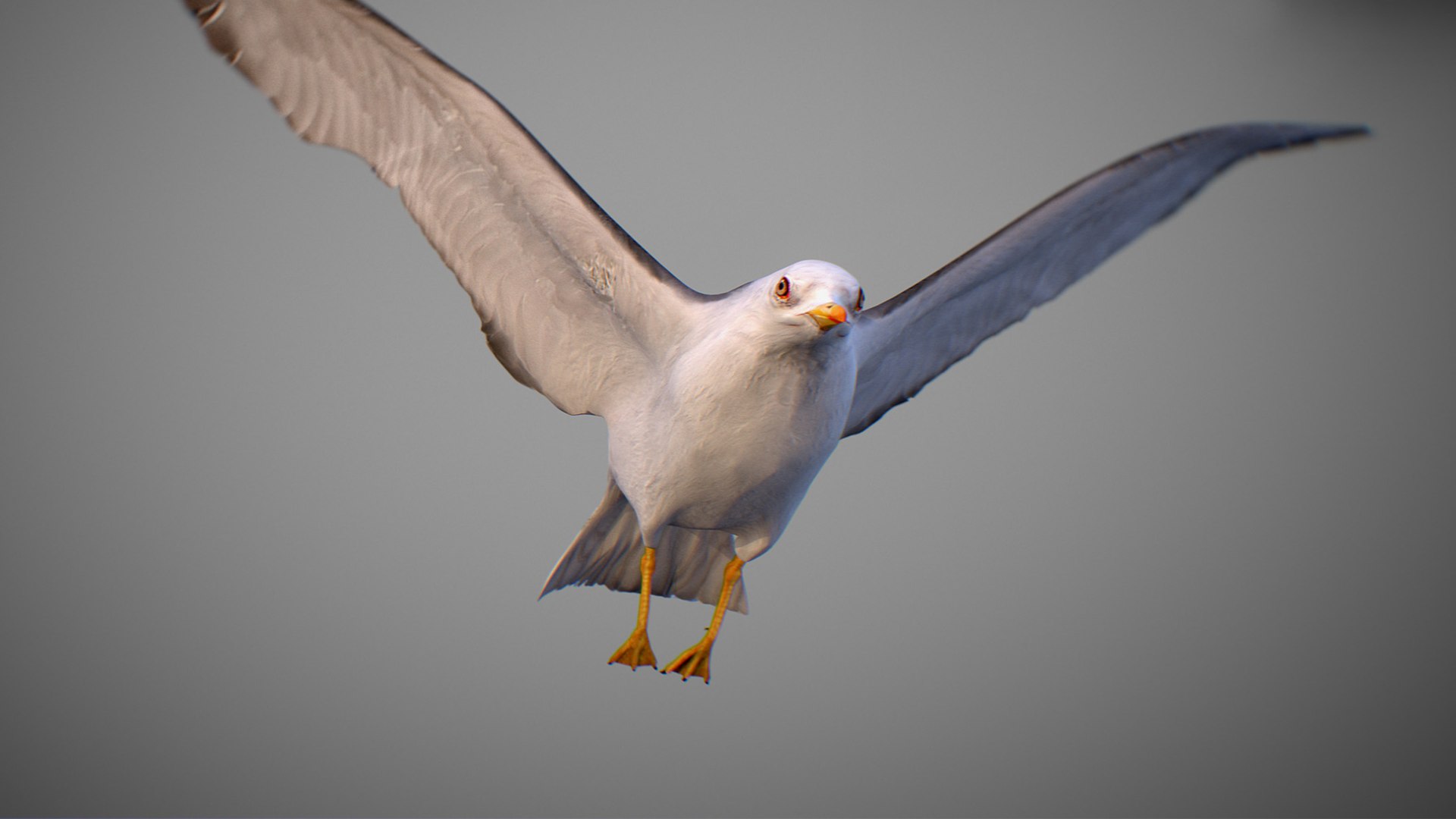 Animated Seagull model https://p.turbosquid.com/ts-thumb/CS/MhFgfI/3G/untitled1_0007_seagull_21/jpg/1789547735/1920x1080/fit_q87/7f3917f91c25a2ada75e6c7b51caeab32c08b191/untitled1_0007_seagull_21.jpg