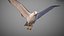 Animated Seagull