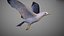 Animated Seagull