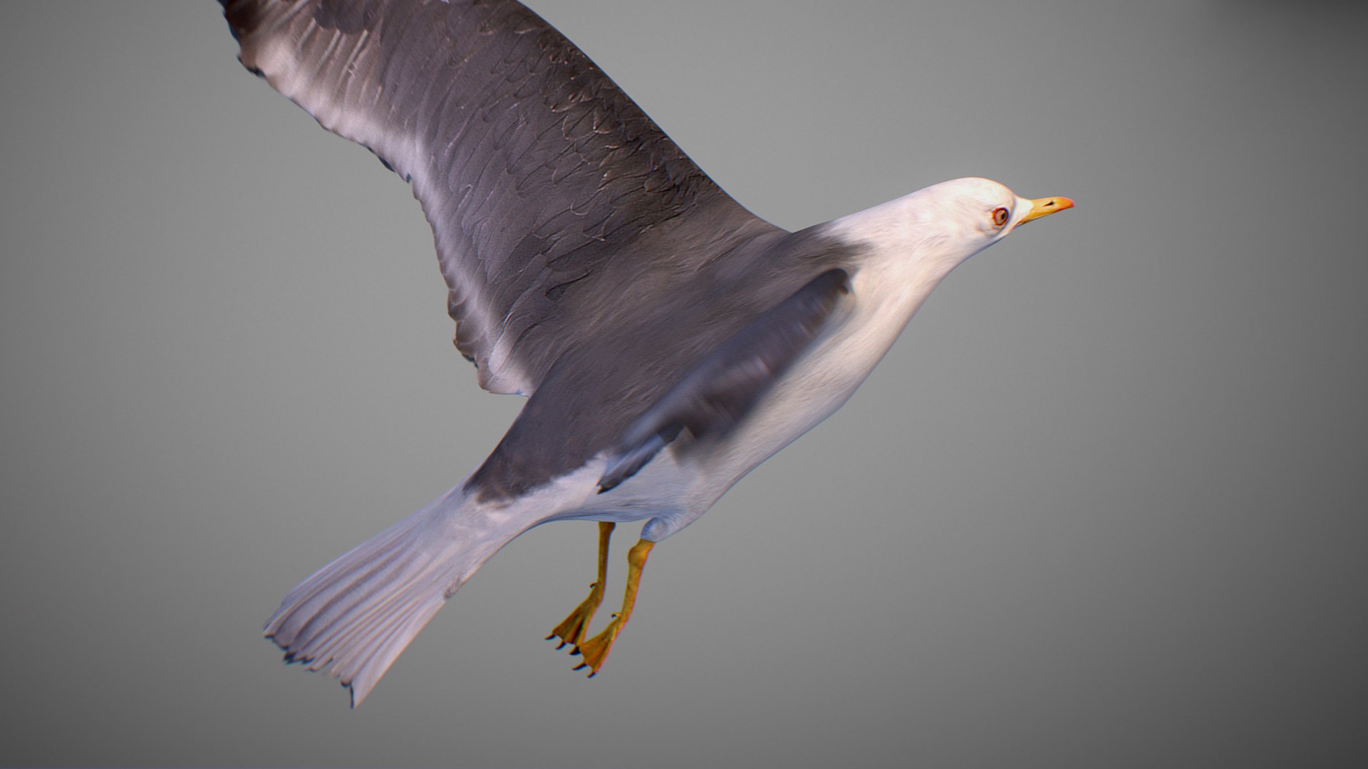 Animated Seagull model https://p.turbosquid.com/ts-thumb/CS/MhFgfI/7x/untitled1_0025_seagull_05/jpg/1789547745/1920x1080/fit_q87/b246746beba4c797c741d48663df0bcbddf1a744/untitled1_0025_seagull_05.jpg