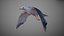 Animated Seagull
