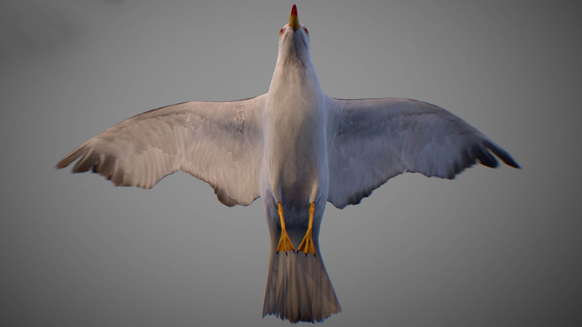 Animated Seagull model https://p.turbosquid.com/ts-thumb/CS/MhFgfI/A4/untitled1_0012_seagull_16/jpg/1789547738/1920x1080/fit_q87/2001cd39cf87890d6e505ff748c51400c128ce45/untitled1_0012_seagull_16.jpg