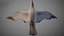 Animated Seagull
