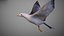 Animated Seagull