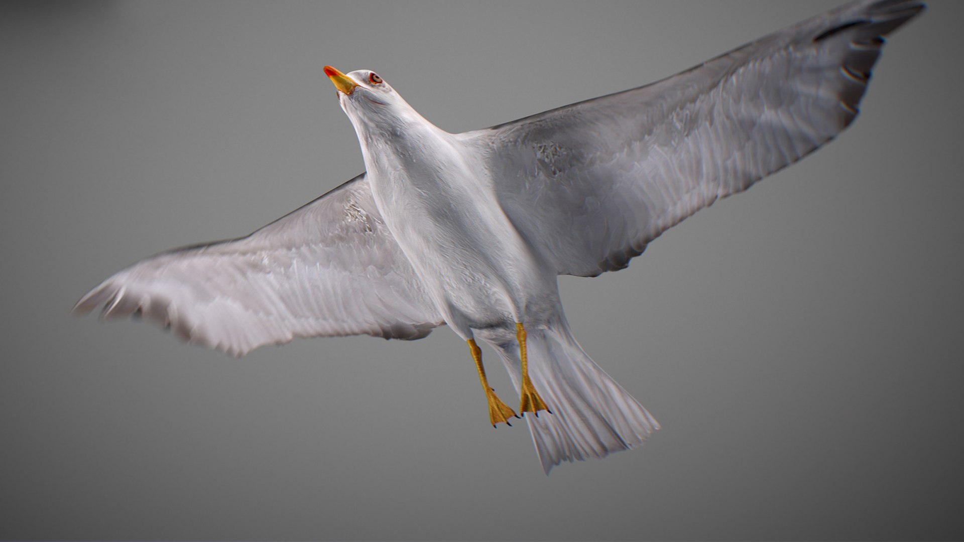 Animated Seagull model https://p.turbosquid.com/ts-thumb/CS/MhFgfI/C1/untitled1_0000_seagull_28/jpg/1789547732/1920x1080/fit_q87/e813c298f892cb812084c02e6c890ffd7dff82b9/untitled1_0000_seagull_28.jpg