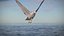 Animated Seagull