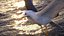 Animated Seagull
