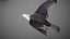 Animated Seagull