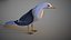 Animated Seagull