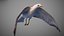 Animated Seagull