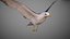 Animated Seagull