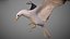 Animated Seagull