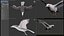 Animated Seagull