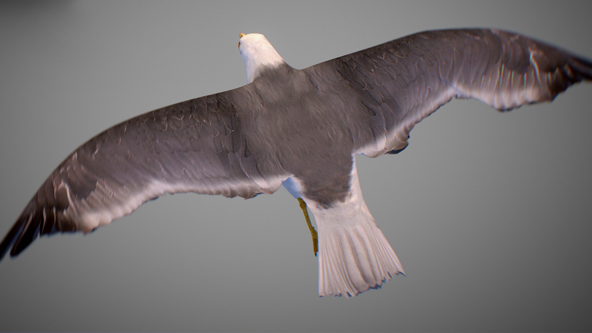Animated Seagull model https://p.turbosquid.com/ts-thumb/CS/MhFgfI/ZG/untitled1_0011_seagull_17/jpg/1789547737/1920x1080/fit_q87/1299c573c6cd88b2452ecc6c10924db34b51baf5/untitled1_0011_seagull_17.jpg
