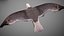 Animated Seagull