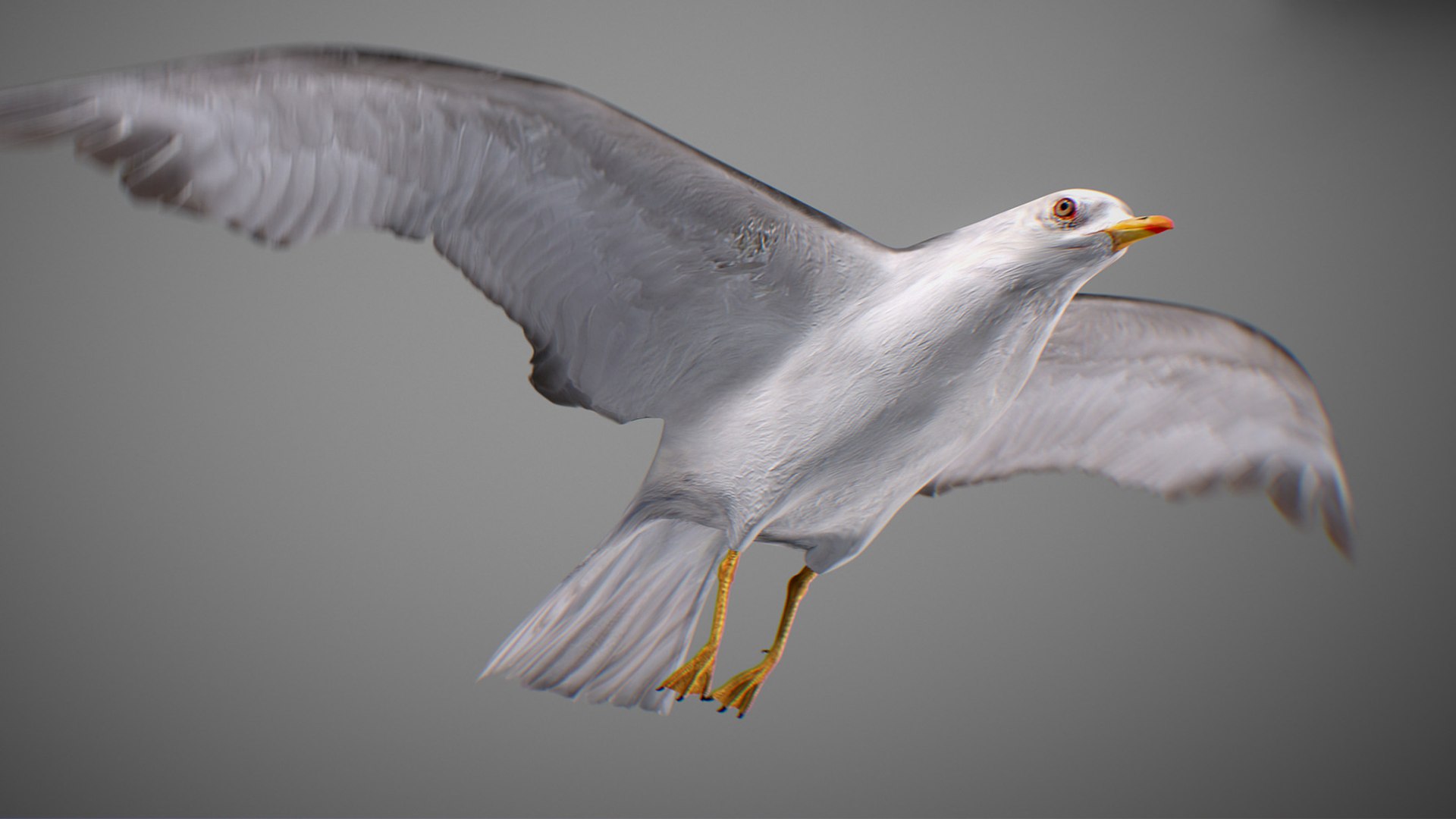Animated Seagull model https://p.turbosquid.com/ts-thumb/CS/MhFgfI/jM/untitled1_0006_seagull_22/jpg/1789547735/1920x1080/fit_q87/1782f490b1b18156d1713cbbfac920abcbdbf7ce/untitled1_0006_seagull_22.jpg