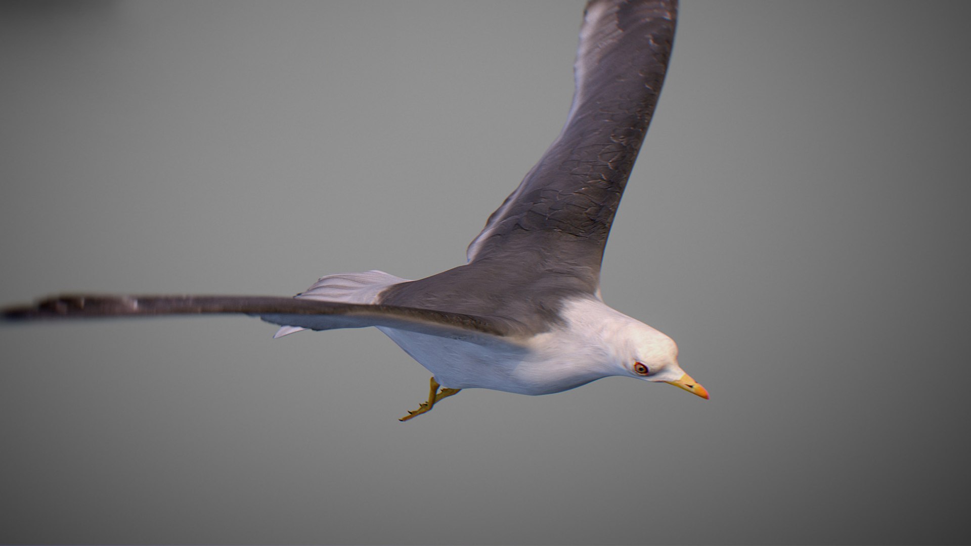 Animated Seagull model https://p.turbosquid.com/ts-thumb/CS/MhFgfI/kw/untitled1_0013_seagull_15/jpg/1789547738/1920x1080/fit_q87/34bf0032d0d95fd86d52210d4287cc35a53c782d/untitled1_0013_seagull_15.jpg
