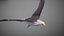 Animated Seagull