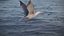Animated Seagull