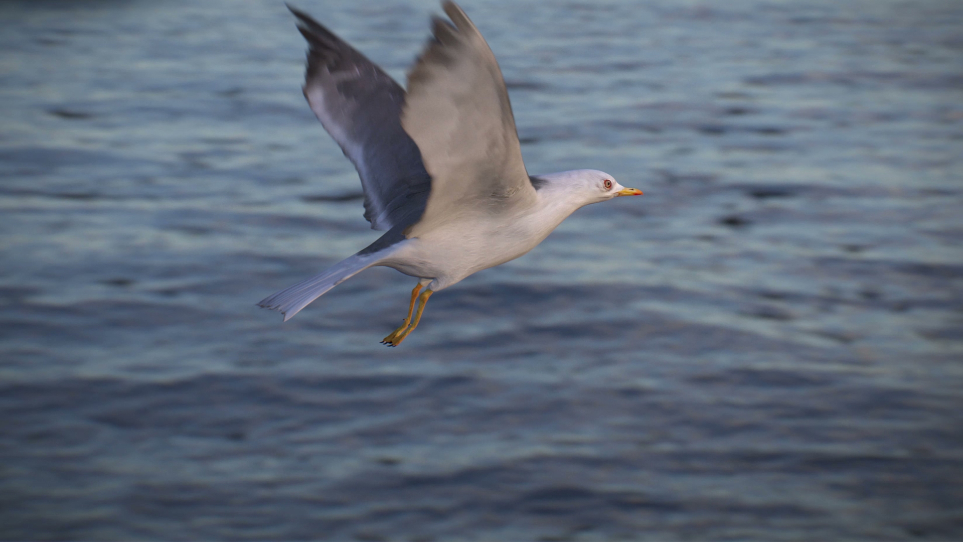 Animated Seagull model https://p.turbosquid.com/ts-thumb/CS/MhFgfI/s6/capture/jpg/1789547775/1920x1080/turn_fit_q99/ab49c56963ffe2f4f81787ceabe5bf922617d634/capture-1.jpg