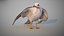 Animated Seagull