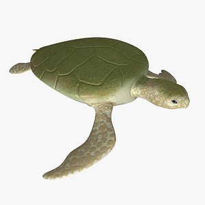 3d turtle rigged normal
