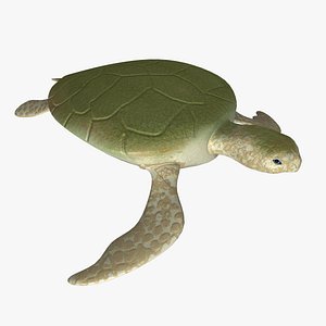 Turtle