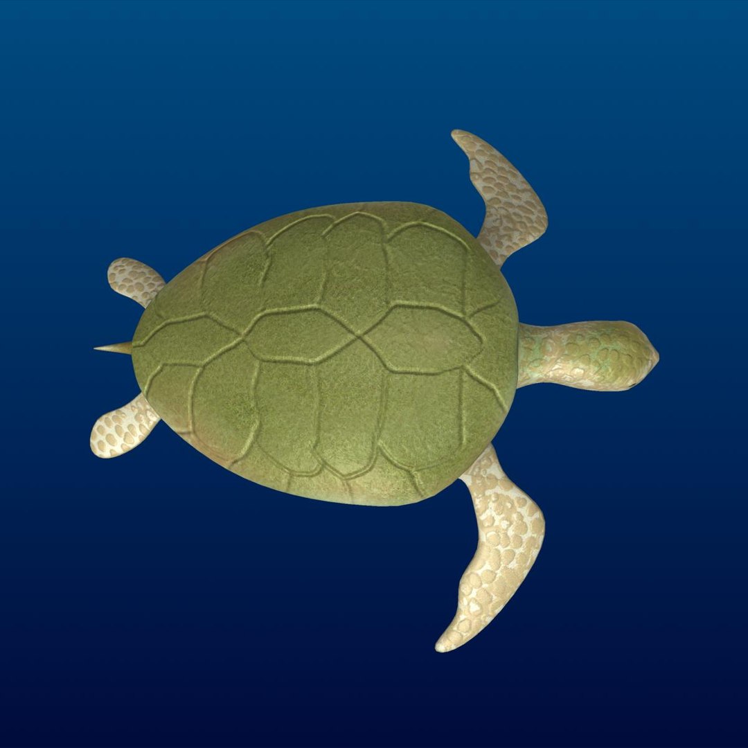 3d turtle rigged normal https://p.turbosquid.com/ts-thumb/CS/b8yQuX/NsJbu9ZM/prev0000/jpg/1315810955/1920x1080/fit_q87/ec06ff4777a2e7c8f761b3523ece334fa3f474a1/prev0000.jpg