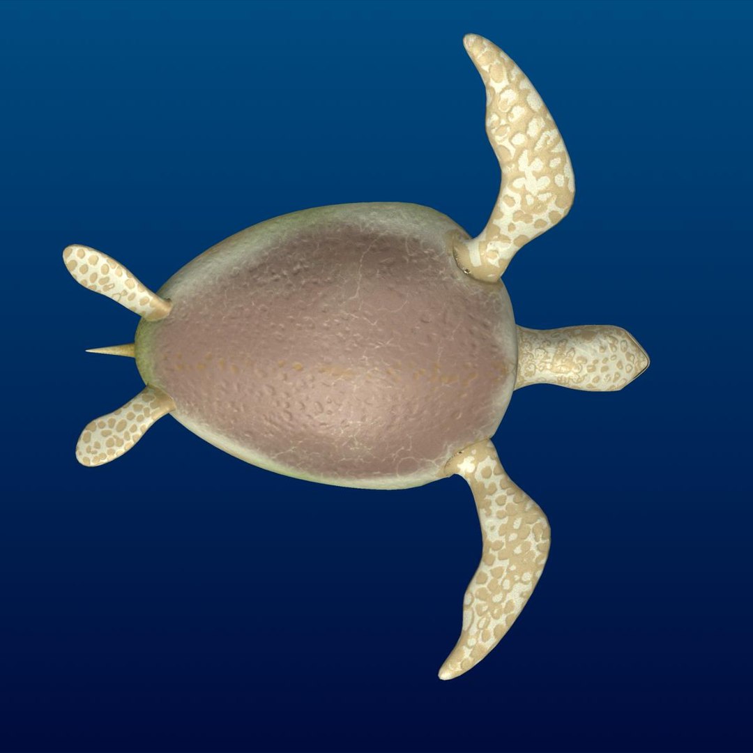 3d turtle rigged normal https://p.turbosquid.com/ts-thumb/CS/b8yQuX/hdjNgtFX/prev0003/jpg/1315810955/1920x1080/fit_q87/54a3a1a2b69bf07a49af022b85f9a2e212caff56/prev0003.jpg
