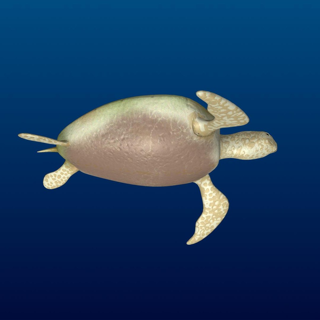 3d turtle rigged normal https://p.turbosquid.com/ts-thumb/CS/b8yQuX/jrIZS6Q6/prev0002/jpg/1315810955/1920x1080/fit_q87/35e2d603443f3f3b1abb80688933f160bb31dfa7/prev0002.jpg
