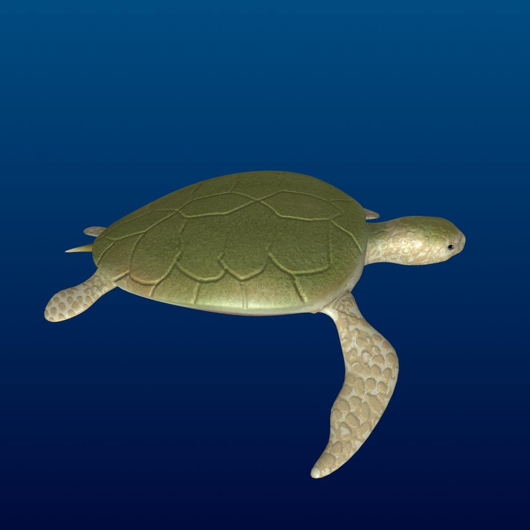 3d turtle rigged normal https://p.turbosquid.com/ts-thumb/CS/b8yQuX/lZ28orHy/prev0001/jpg/1315810955/1920x1080/fit_q87/3aad64f311ccf26f6d3b65bfc38076024cd1b7f2/prev0001.jpg