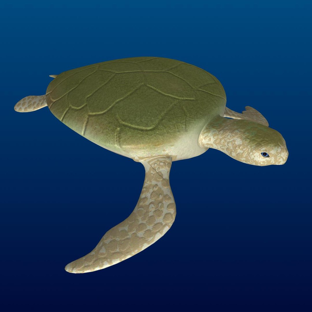 3d turtle rigged normal https://p.turbosquid.com/ts-thumb/CS/b8yQuX/spWled6Y/prev1/jpg/1315810955/1920x1080/fit_q87/576a696f4f103cb3f358a7c1cde9c64b3fd427d6/prev1.jpg