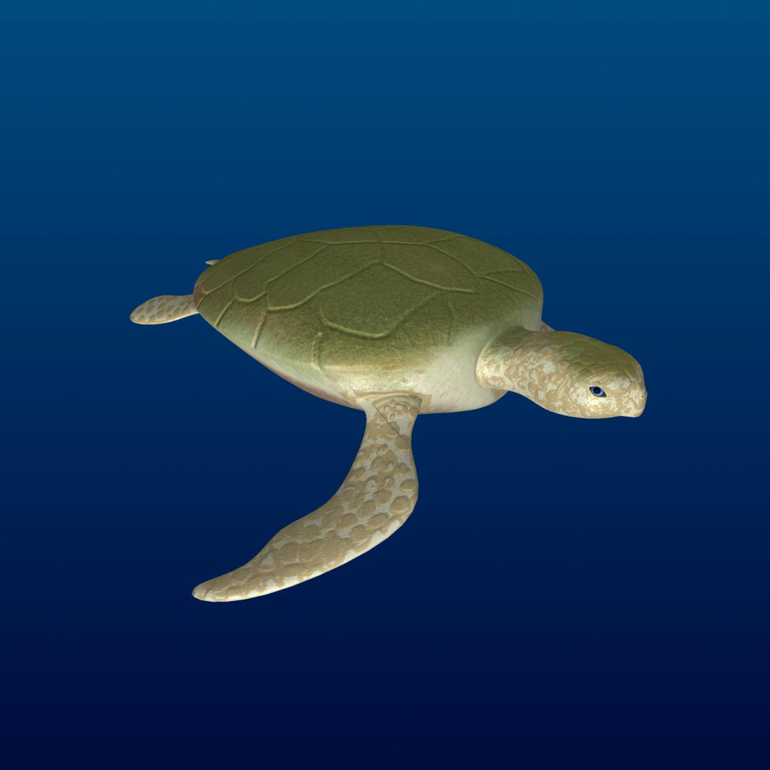 3d turtle rigged normal https://p.turbosquid.com/ts-thumb/CS/b8yQuX/vtVaSIaR/turtle/jpg/1315811110/1920x1080/turn_fit_q99/a62bf85921763c52cf016ec04d397992307f5ad7/turtle-1.jpg