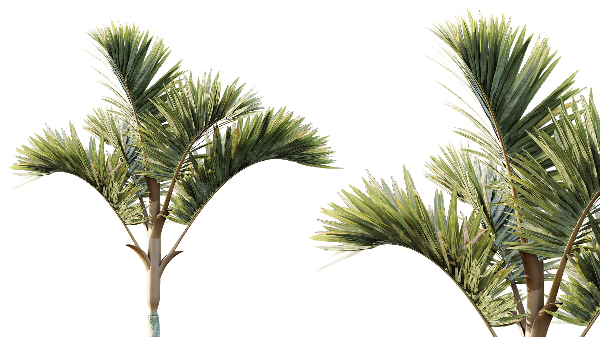 3D AV Plant Cyrtostachys Renda Palm Tree 03 model https://p.turbosquid.com/ts-thumb/CS/dDyfBJ/Ab/02/png/1787145151/1920x1080/fit_q87/7db3dda62f0db96d5737917c92b6cd3e6e80a24e/02.jpg